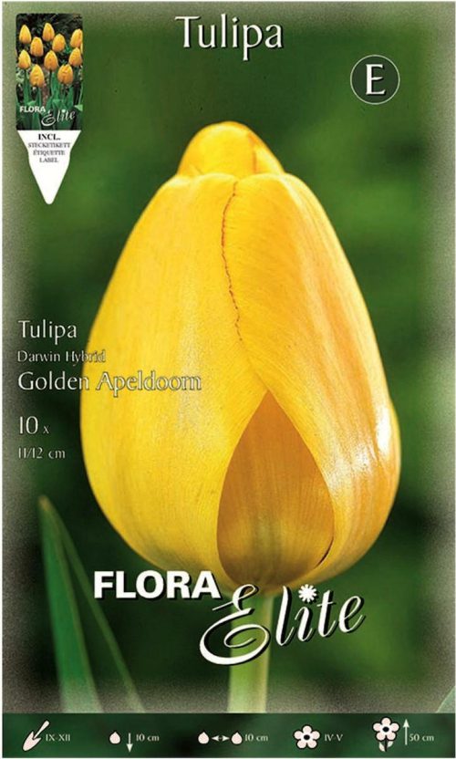Gemma Golden Apeldoorn 221903 Βολβoί Τουλίπας 10τμχ 10758