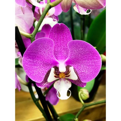 Ορχιδέα Phalaenopsis φούξια